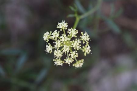 Minyak fennel laut yang mengontrol minyak, lumpur mineral ini secara efektif membersihkan pori-pori, memperbaiki dan mengencangkan kulit, menjadikannya lembut dan terhidrasi. Ini cocok untuk semua jenis kulit.